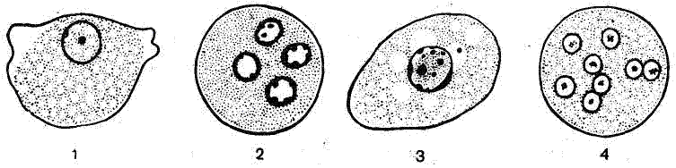Цисты дизентерийной амебы
