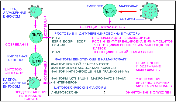 13,0 КБ