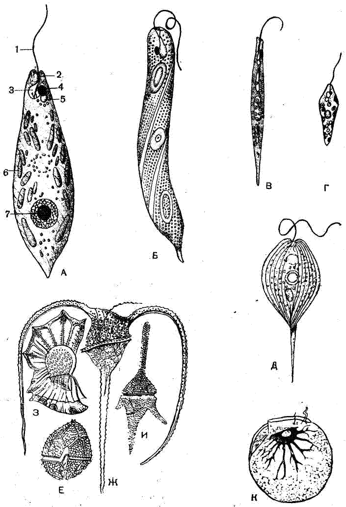 Жгутиковые. Жгутиковые протисты. Растительные жгутиконосцы строение. Жгутиконосцы представители паразиты. Строение паразитических жгутиковых.